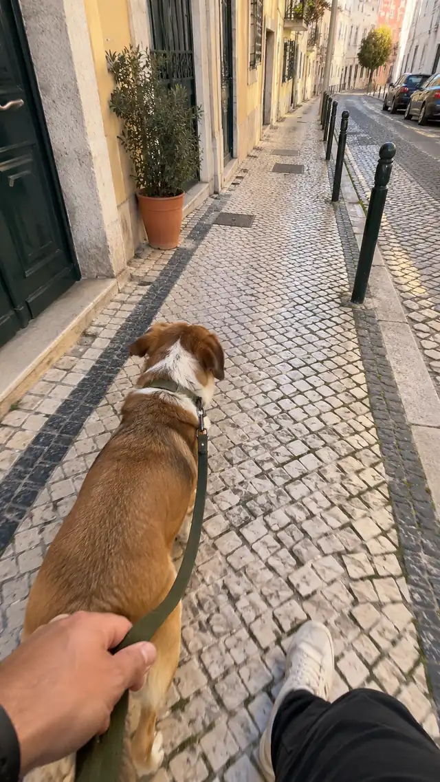 Cão a andar com a trela lassa numa rua portuguesa